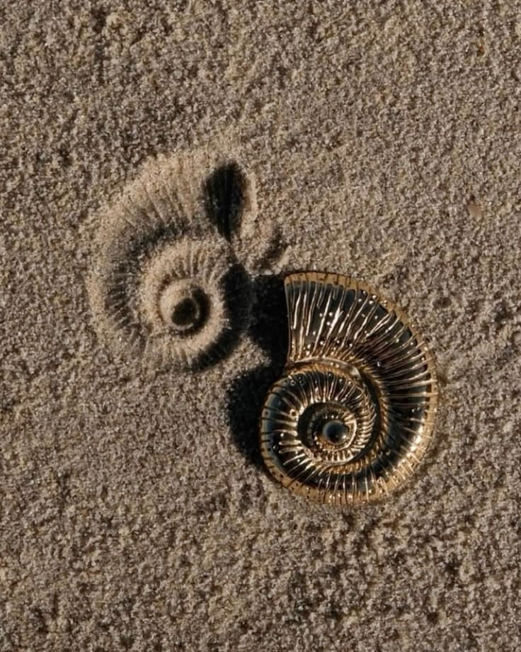 Обеци от неръждаема стомана OCEAN SHELL GOLD